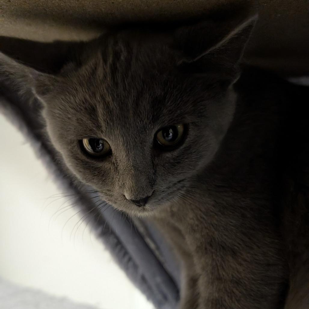 Lilith, a Adoptable Domestic Short Hair in Buffalo, WY image 3/3