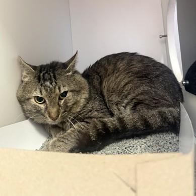 Blue Jay, ADOPTABLE, Adult Male Domestic Short Hair.