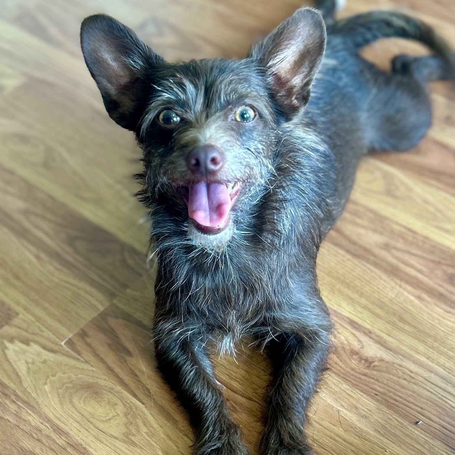 Enlarge Tandy, an adopted mixed breed in Bristol, CT image 2/6