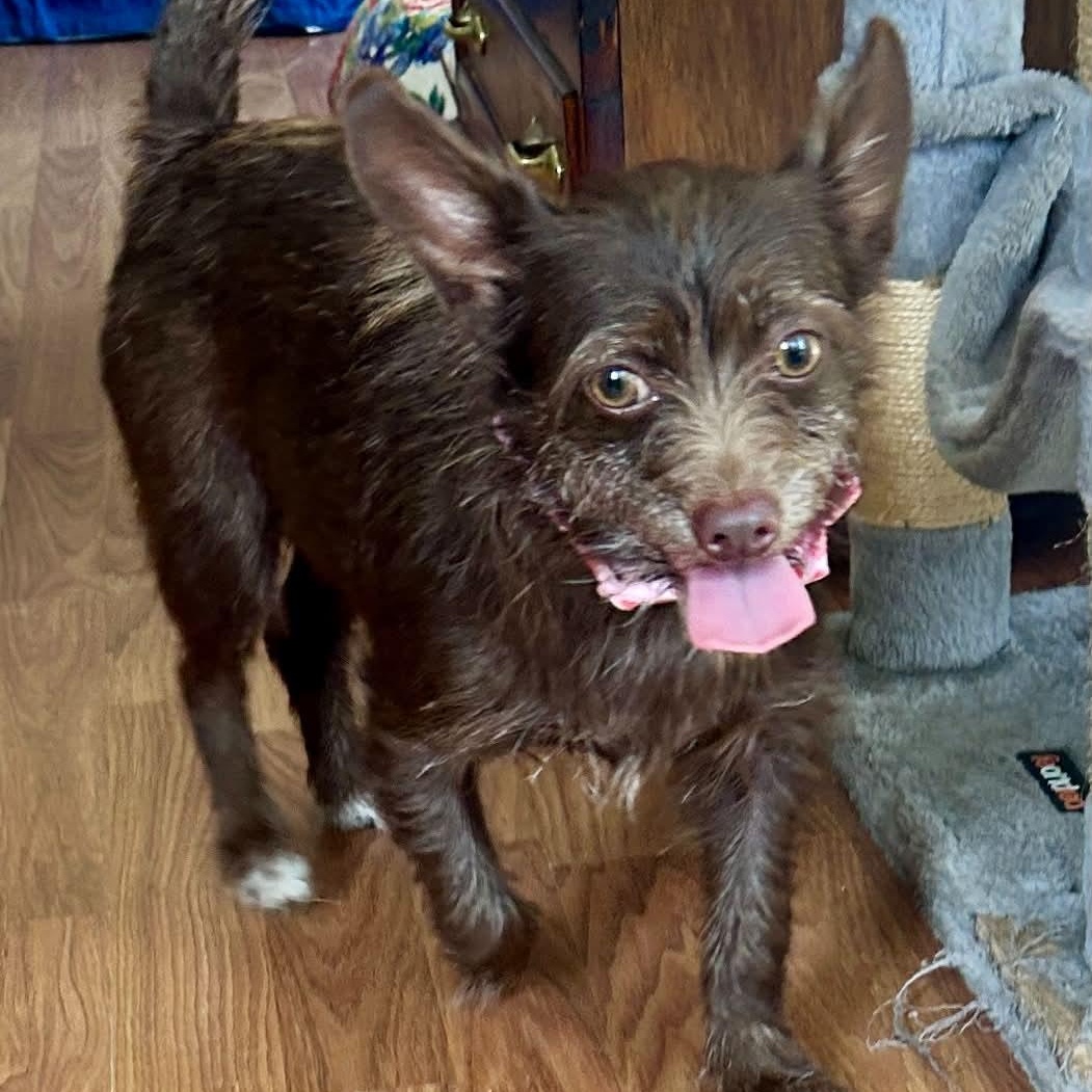 Enlarge Tandy, an adopted mixed breed in Bristol, CT image 6/6