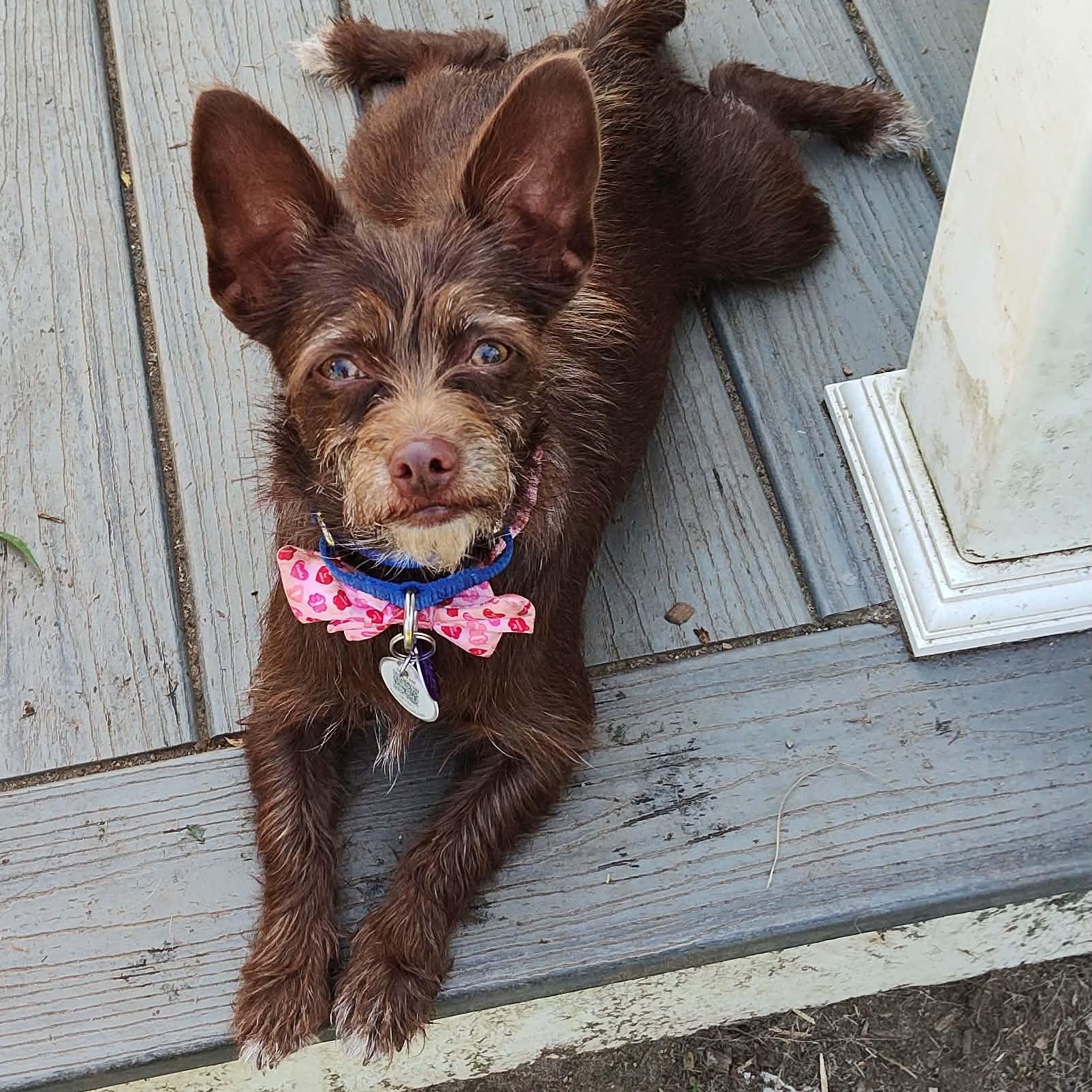 Tandy, adopted, Young Female Yorkshire Terrier & Chihuahua.