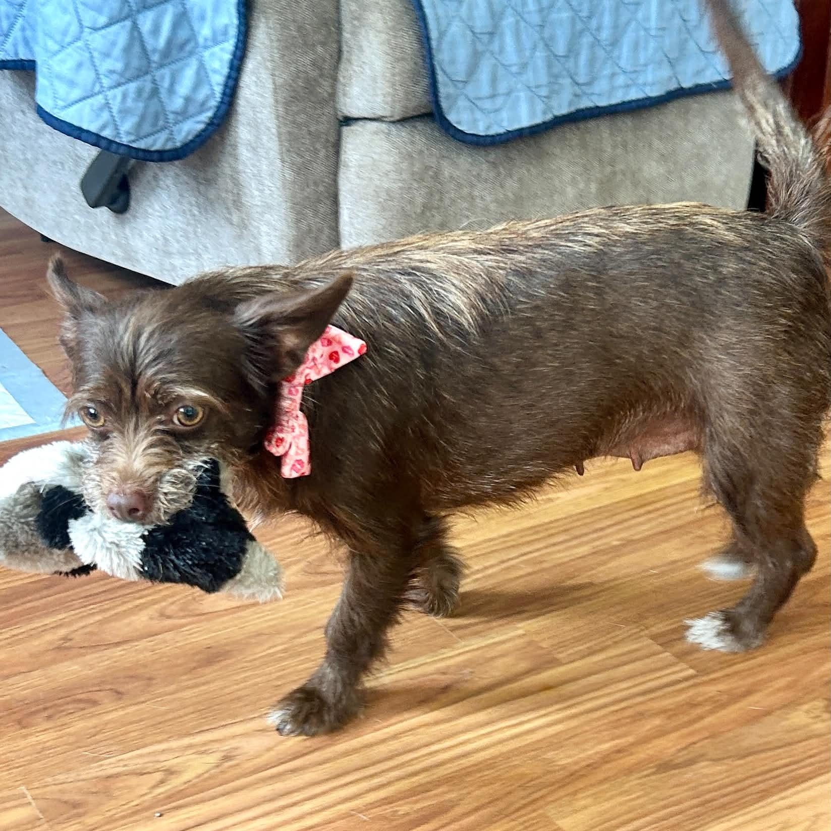 Enlarge Tandy, an adopted mixed breed in Bristol, CT image 4/6