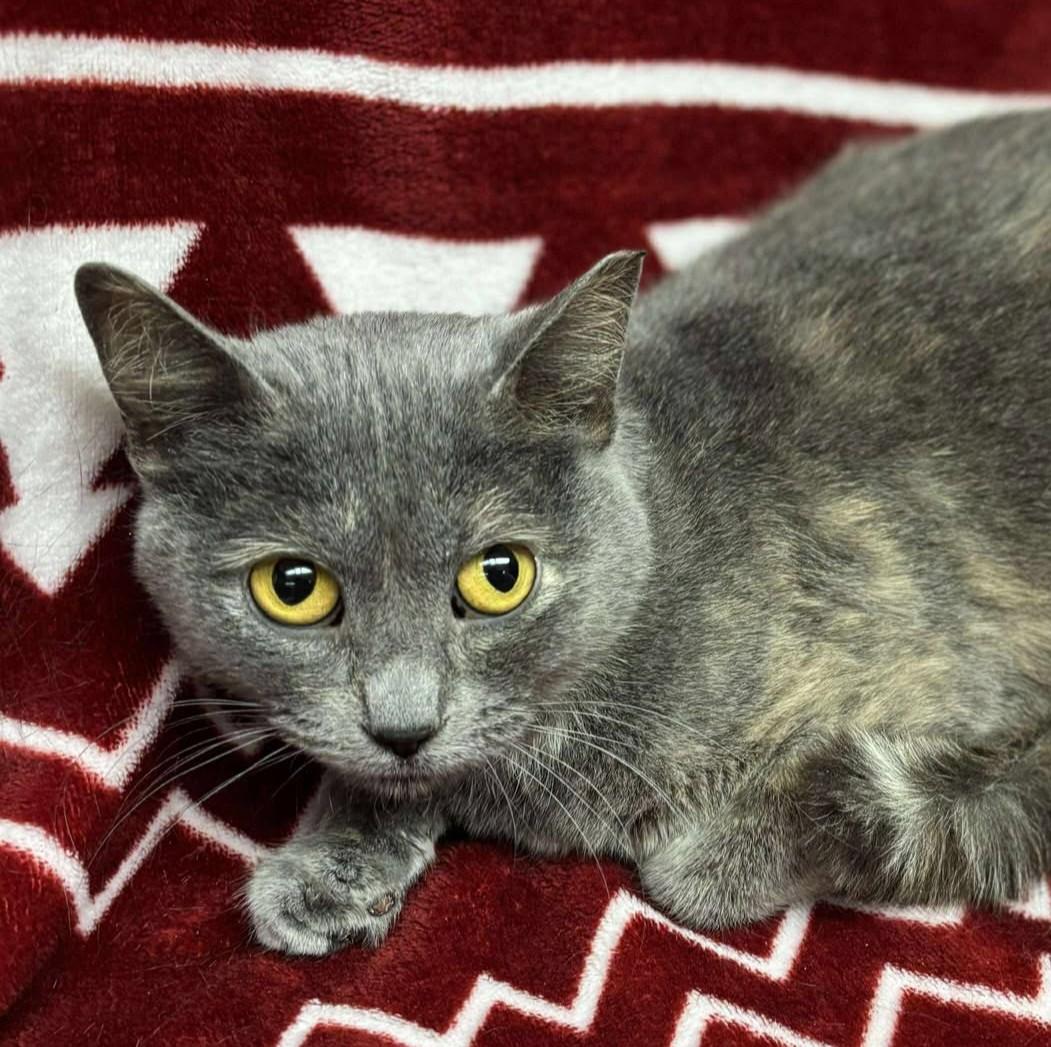 Enlarge McKenna, a ADOPTABLE mixed breed in Maryville, MO image 3/3