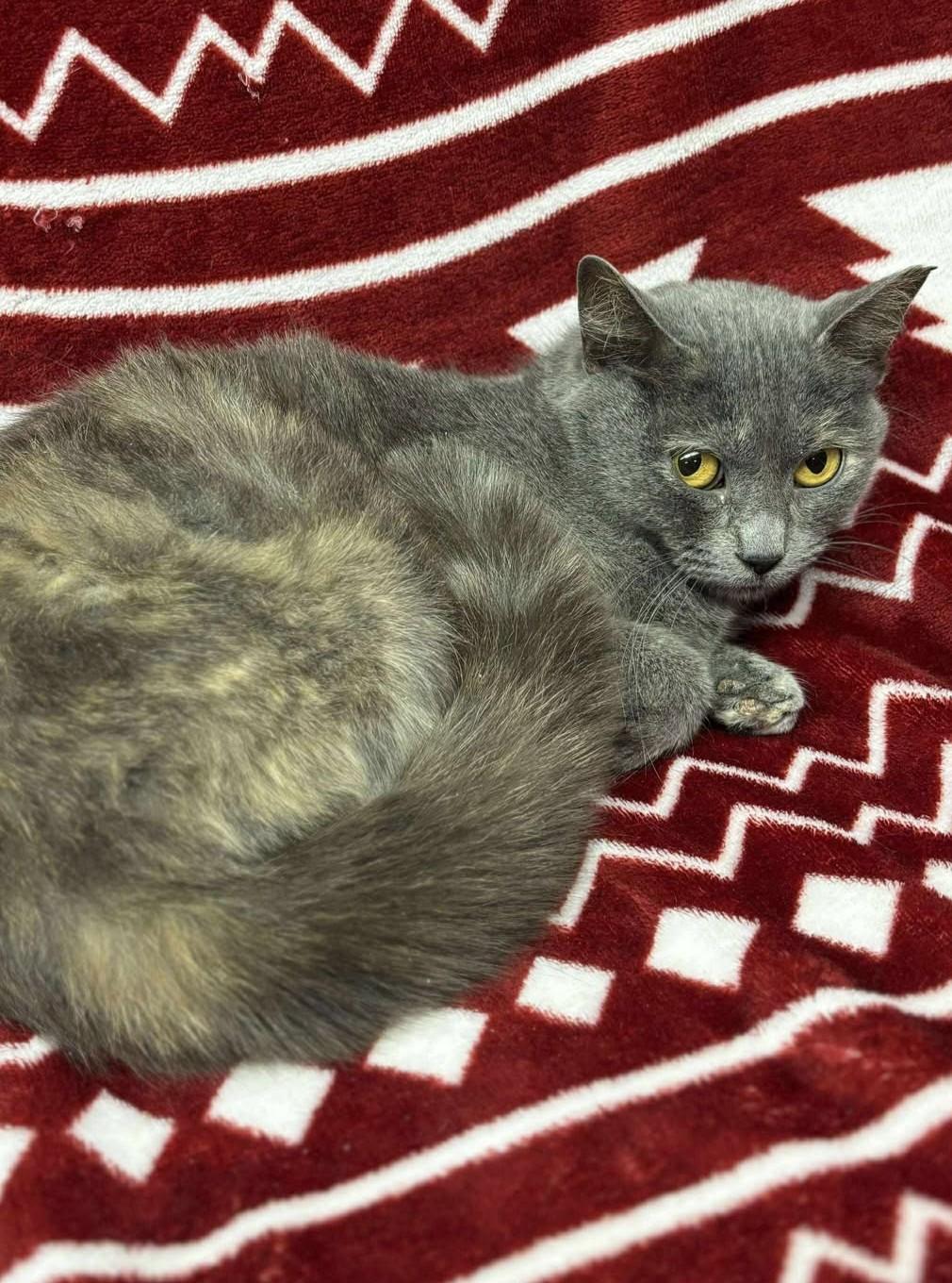 Enlarge McKenna, a ADOPTABLE mixed breed in Maryville, MO image 2/3
