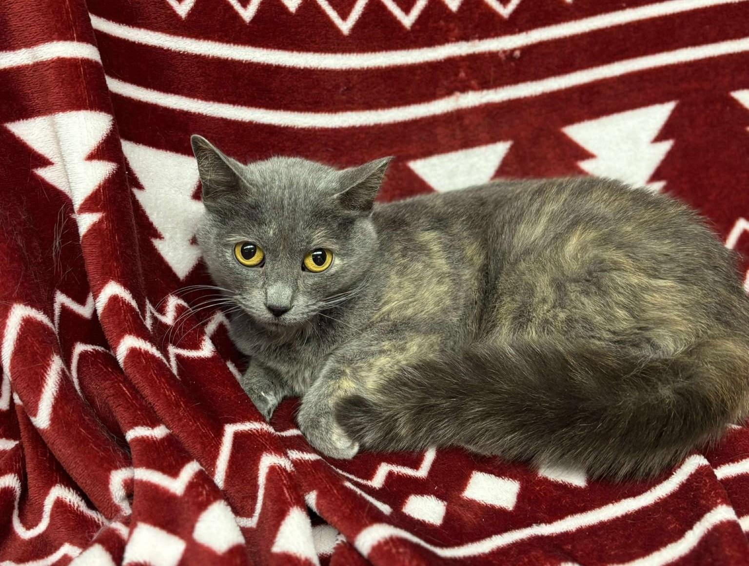 Enlarge McKenna, a ADOPTABLE mixed breed in Maryville, MO image 1/3