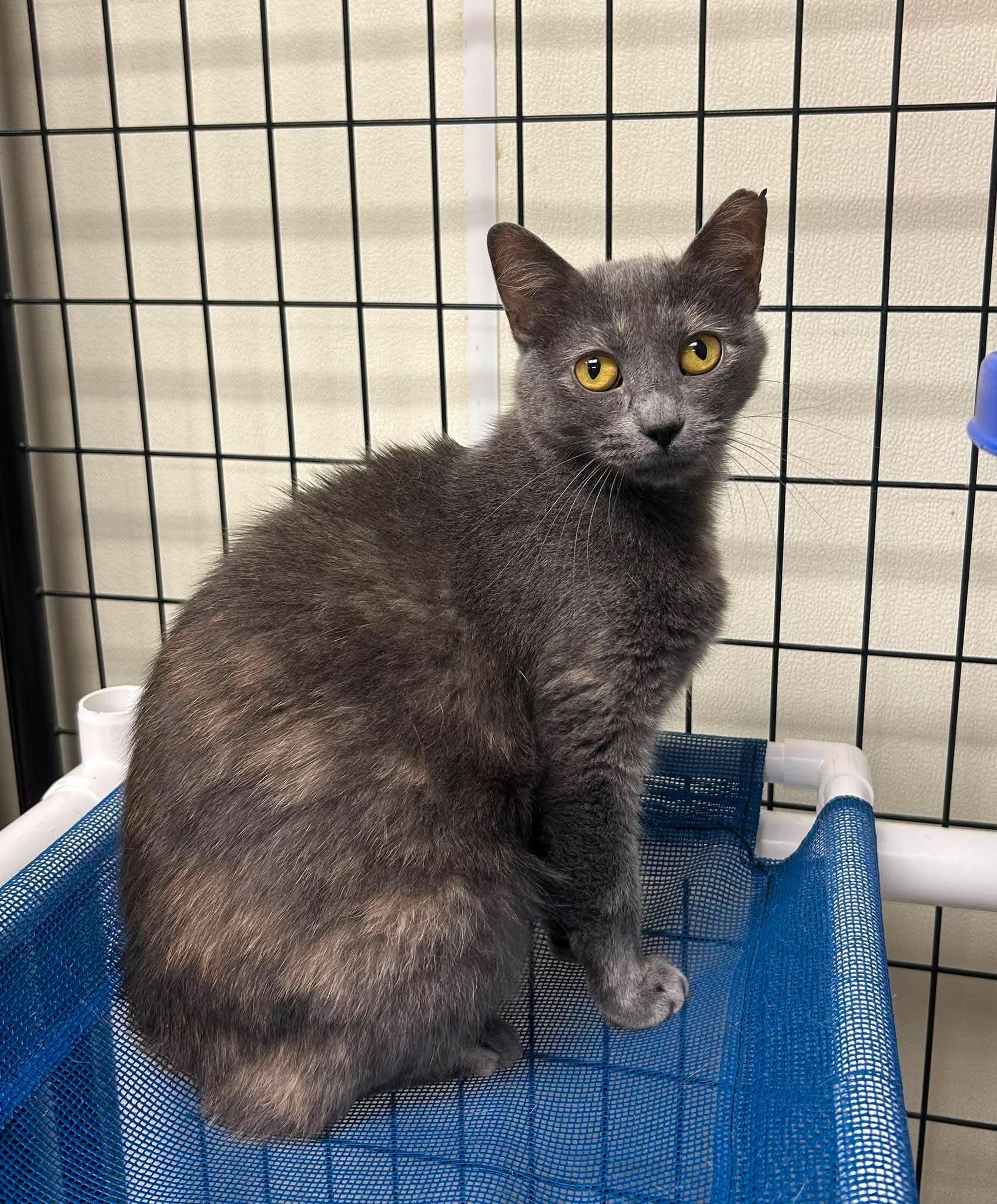 McKenna, a ADOPTABLE mixed breed in Maryville, MO image 2/3