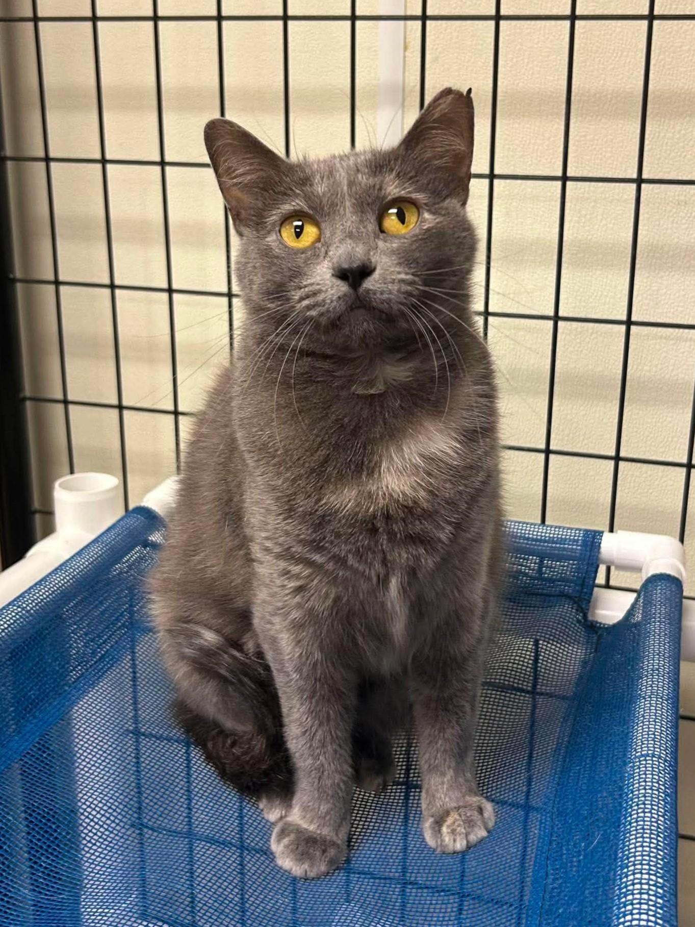 McKenna, ADOPTABLE, Young Female Domestic Short Hair.