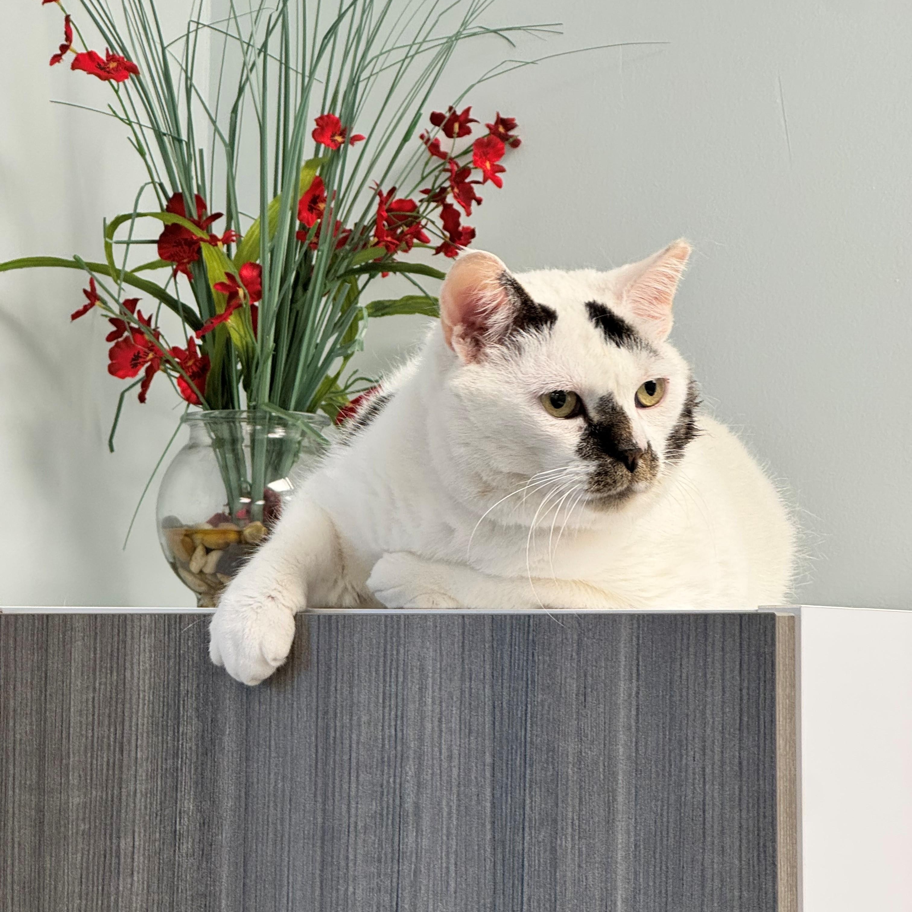 Olaf, ADOPTABLE, Adult Male Domestic Short Hair.
