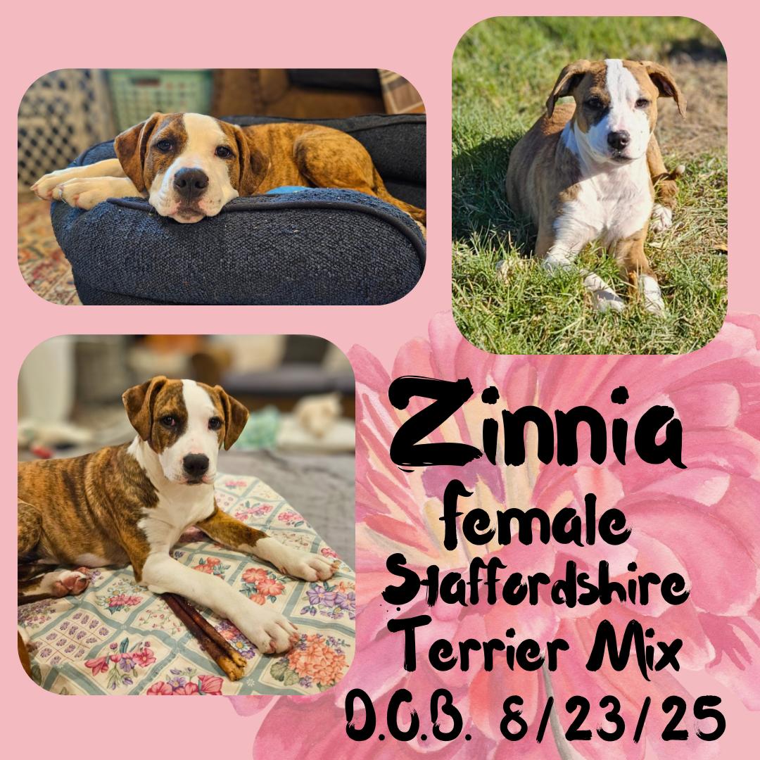 Enlarge Zinnia, an adopted mixed breed in Fort Lupton, CO image 1/1