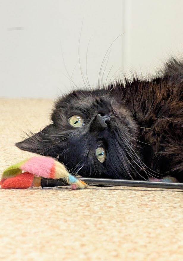 Enlarge Baron, an adopted mixed breed in Waupun, WI image 4/5