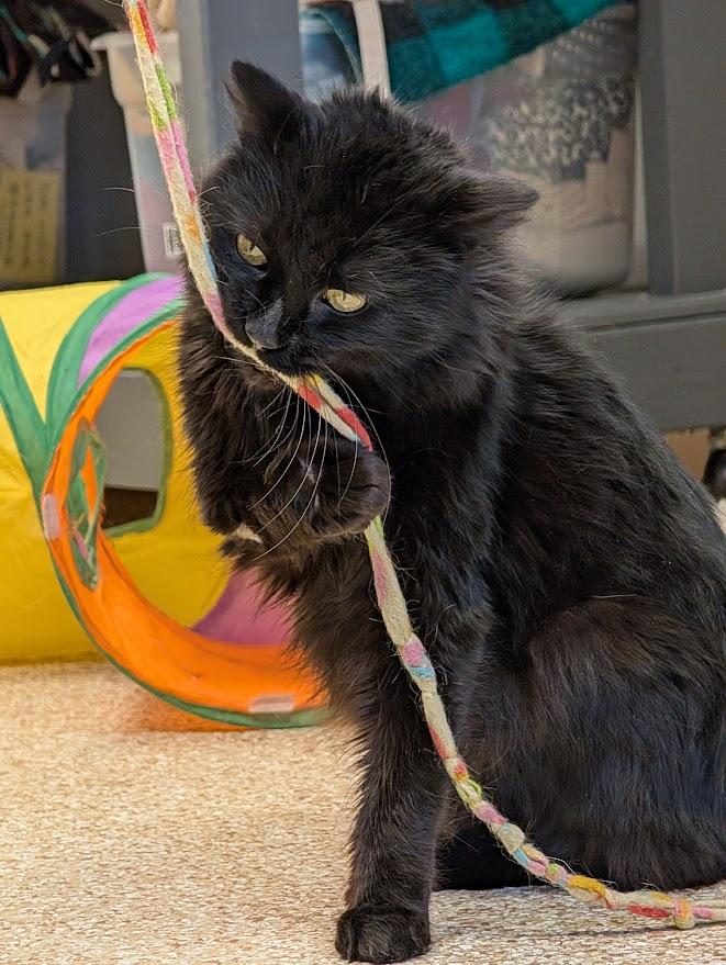 Enlarge Baron, an adopted mixed breed in Waupun, WI image 3/5