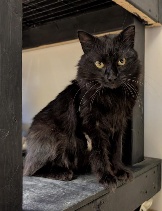 Baron, adopted, Adult Male Domestic Long Hair.