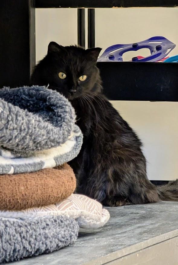 Enlarge Baron, an adopted mixed breed in Waupun, WI image 5/5