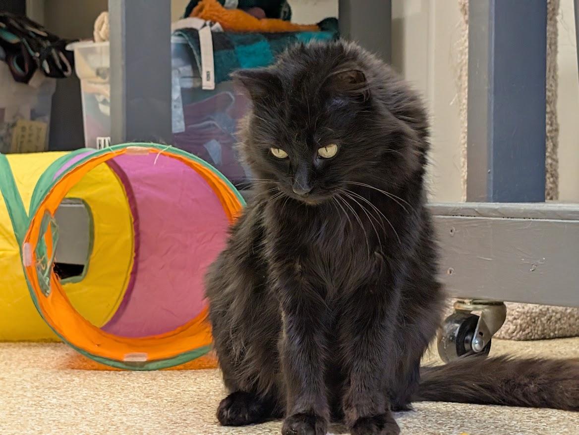 Enlarge Baron, an adopted mixed breed in Waupun, WI image 2/5