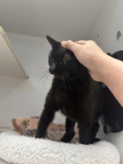 Dee Dee, Adoptable, Adult Female Domestic Short Hair & Domestic Short Hair.