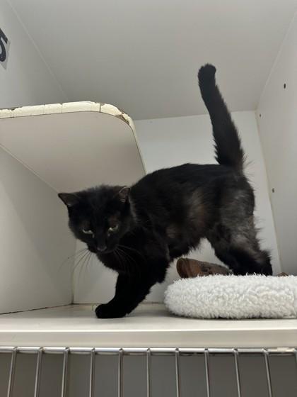Enlarge Dee Dee, a Adoptable mixed breed in Palm Coast, FL image 2/3
