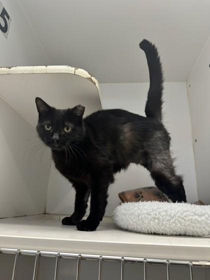 Enlarge Dee Dee, a Adoptable mixed breed in Palm Coast, FL image 3/3