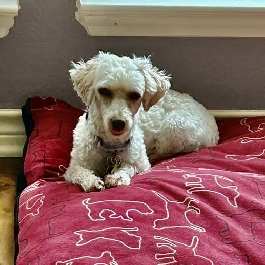 Enlarge Saffon Miller, a Adoptable Poodle (Toy) in Plano, TX image 2/4