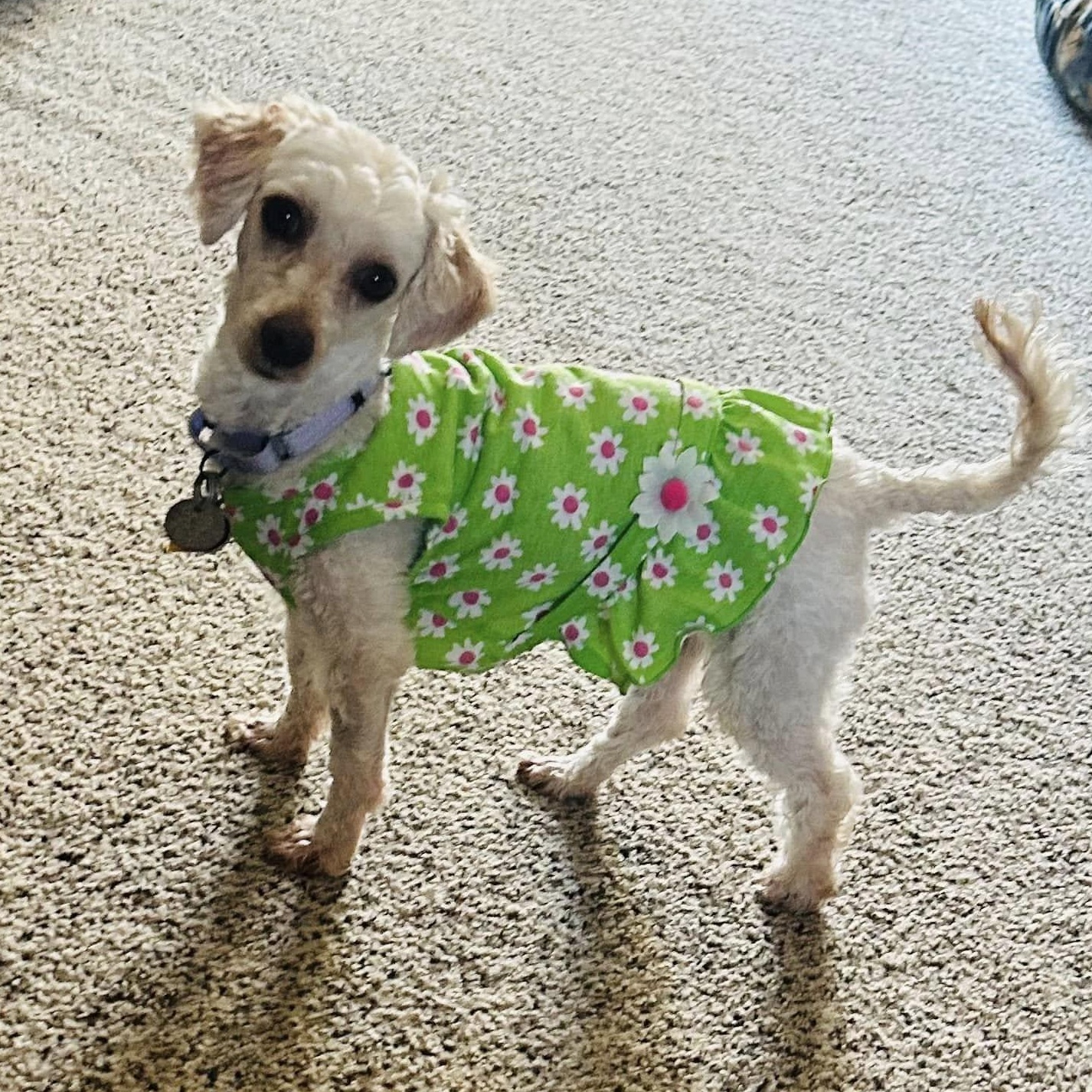 Enlarge Saffon Miller, a Adoptable Poodle (Toy) in Plano, TX image 3/4