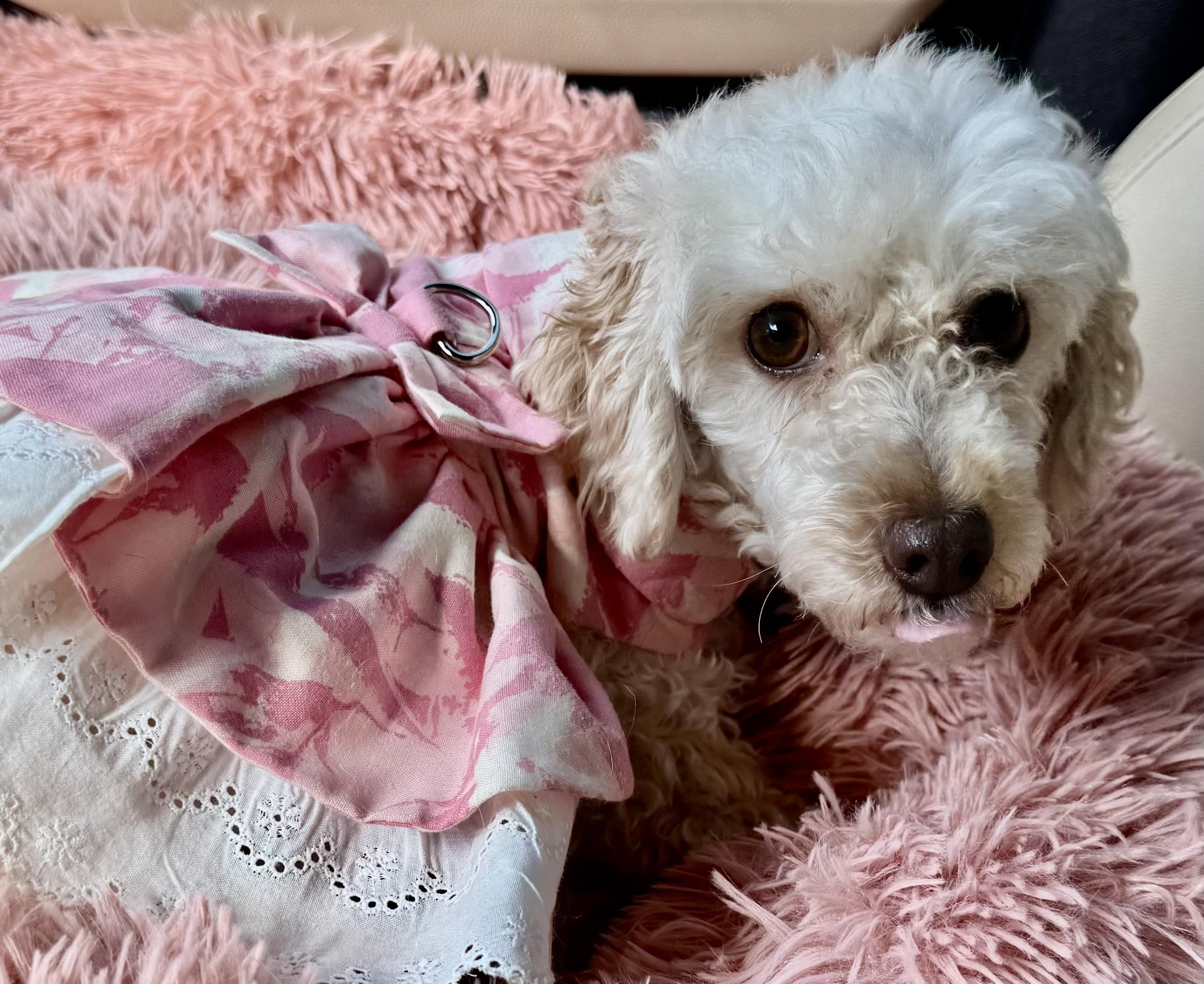 Saffon Miller, Adoptable, Young Female Poodle (Toy).