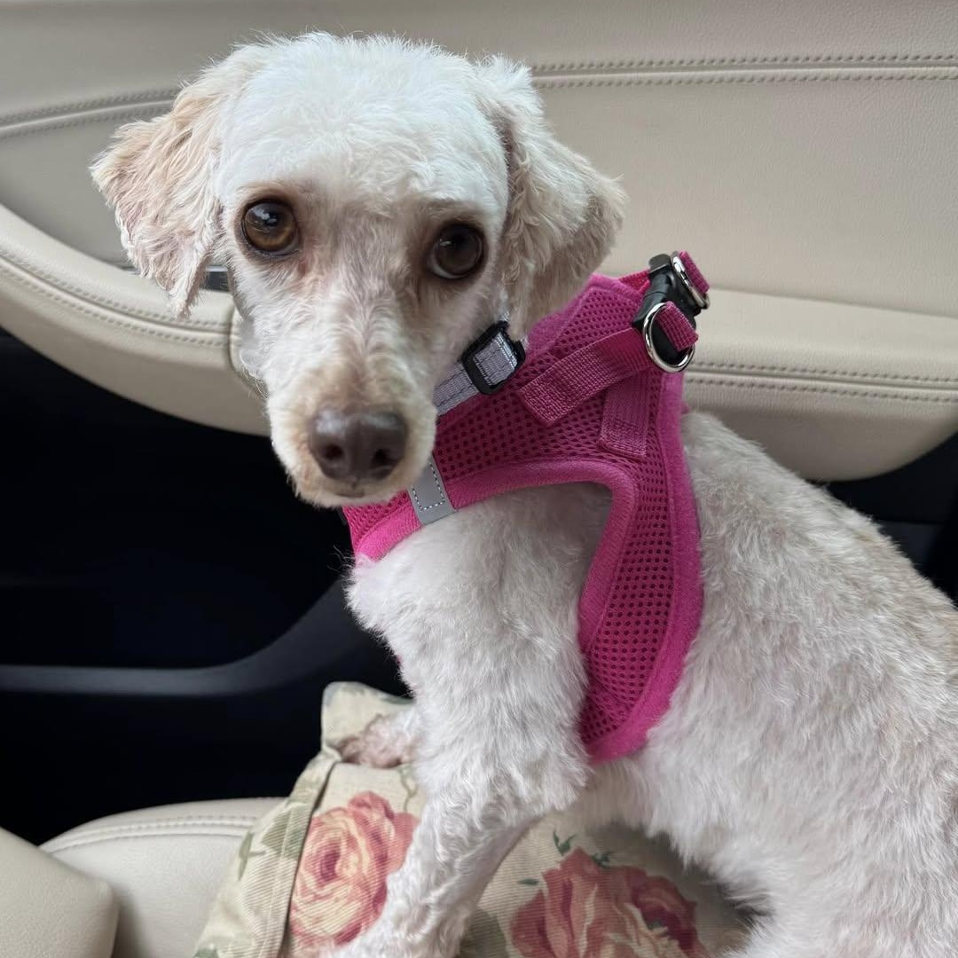 Enlarge Saffon Miller, a Adoptable Poodle (Toy) in Plano, TX image 4/4