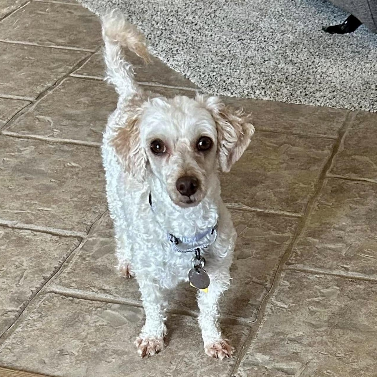 Enlarge Saffon Miller, a Adoptable Poodle (Toy) in Plano, TX image 1/4