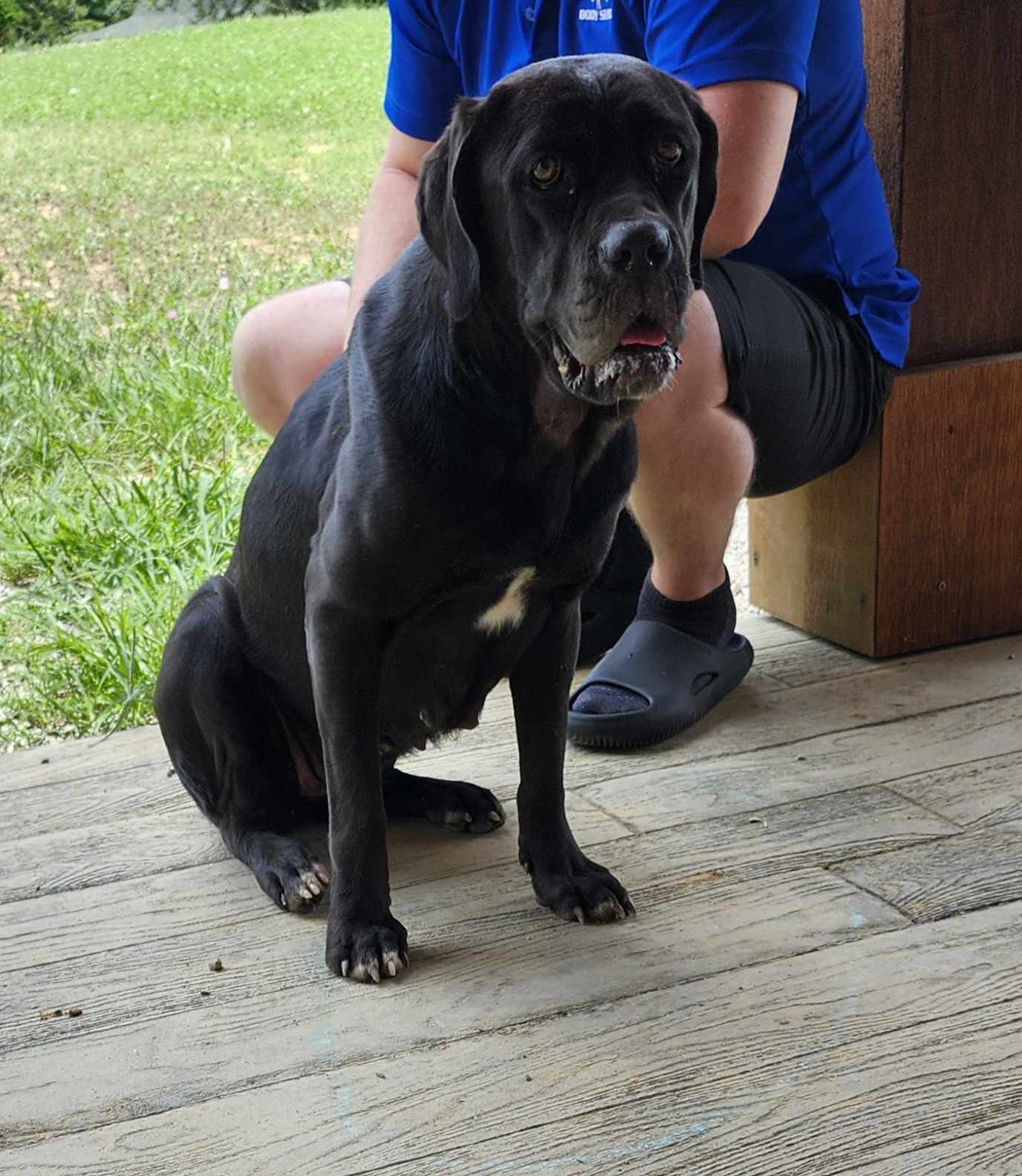 Edith, an adoptable Boxer & Mastiff Mix in Hopkinsville, KY_image-1
