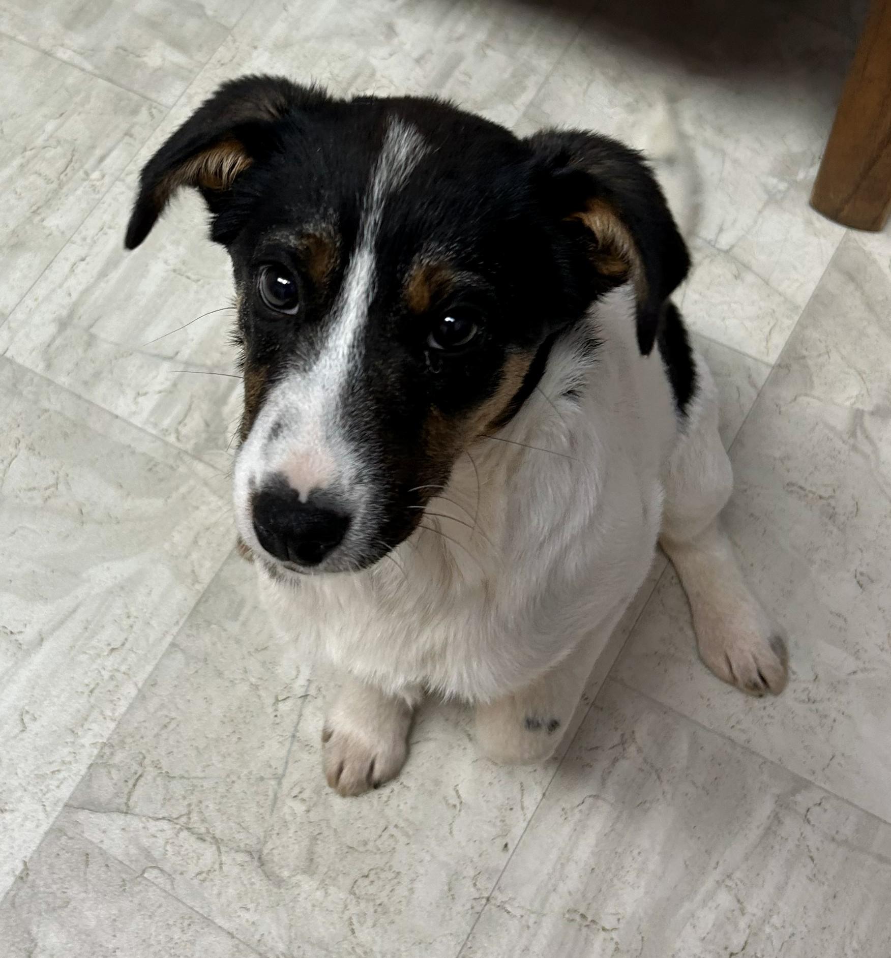 Enlarge Felix, a Adoptable mixed breed in Neillsville, WI image 2/5