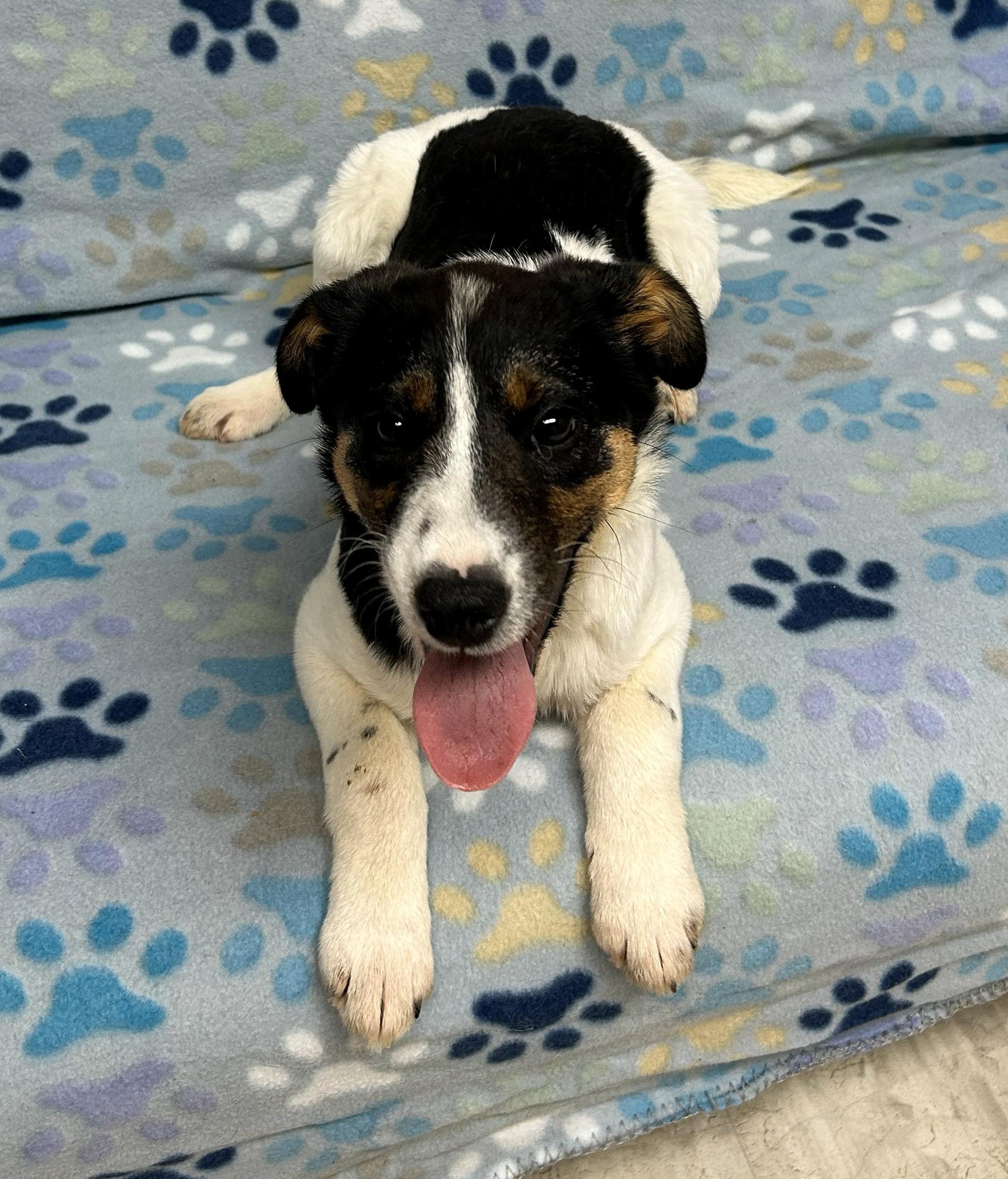 Enlarge Felix, a Adoptable mixed breed in Neillsville, WI image 3/5