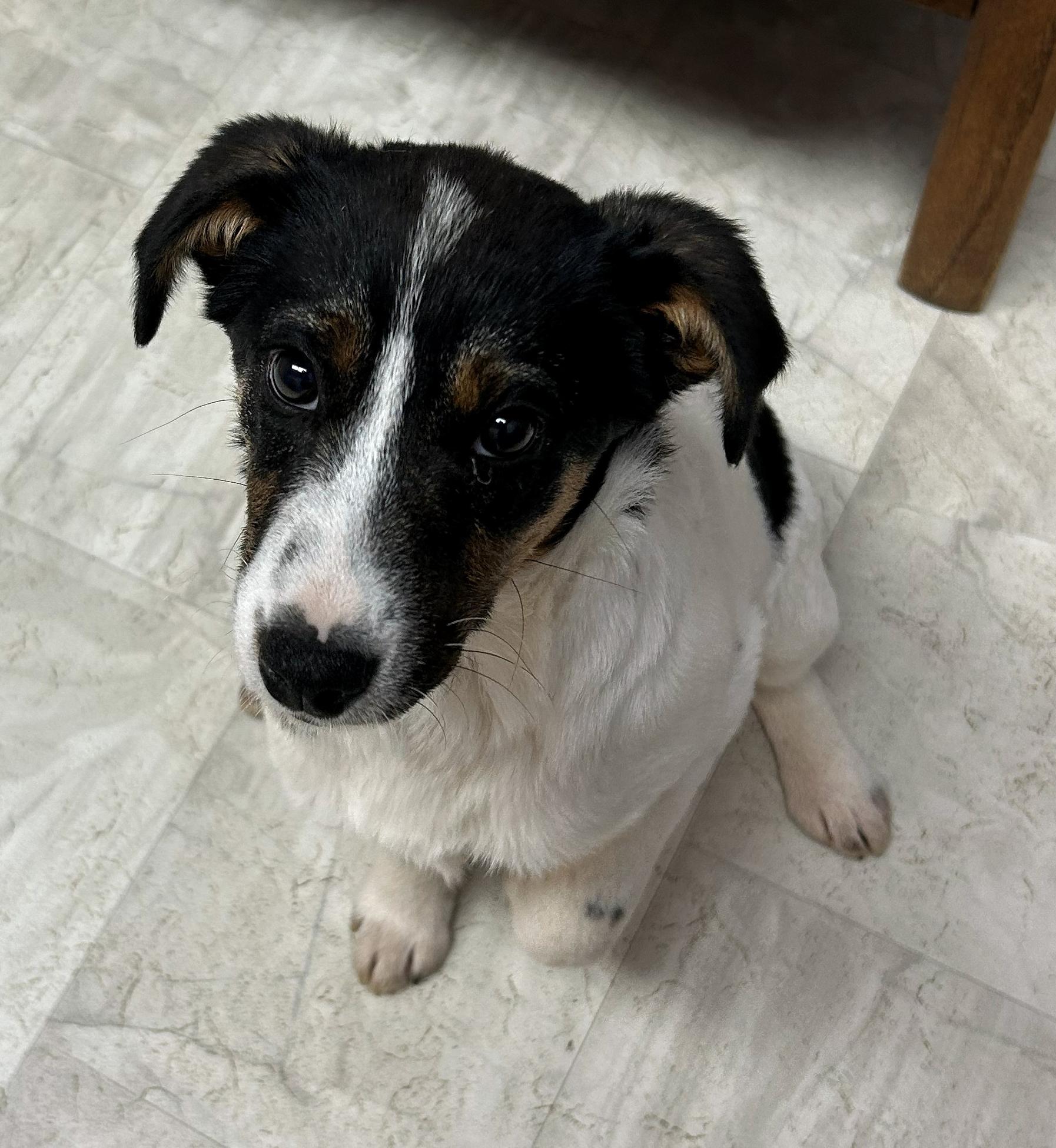 Enlarge Felix, a Adoptable mixed breed in Neillsville, WI image 5/5