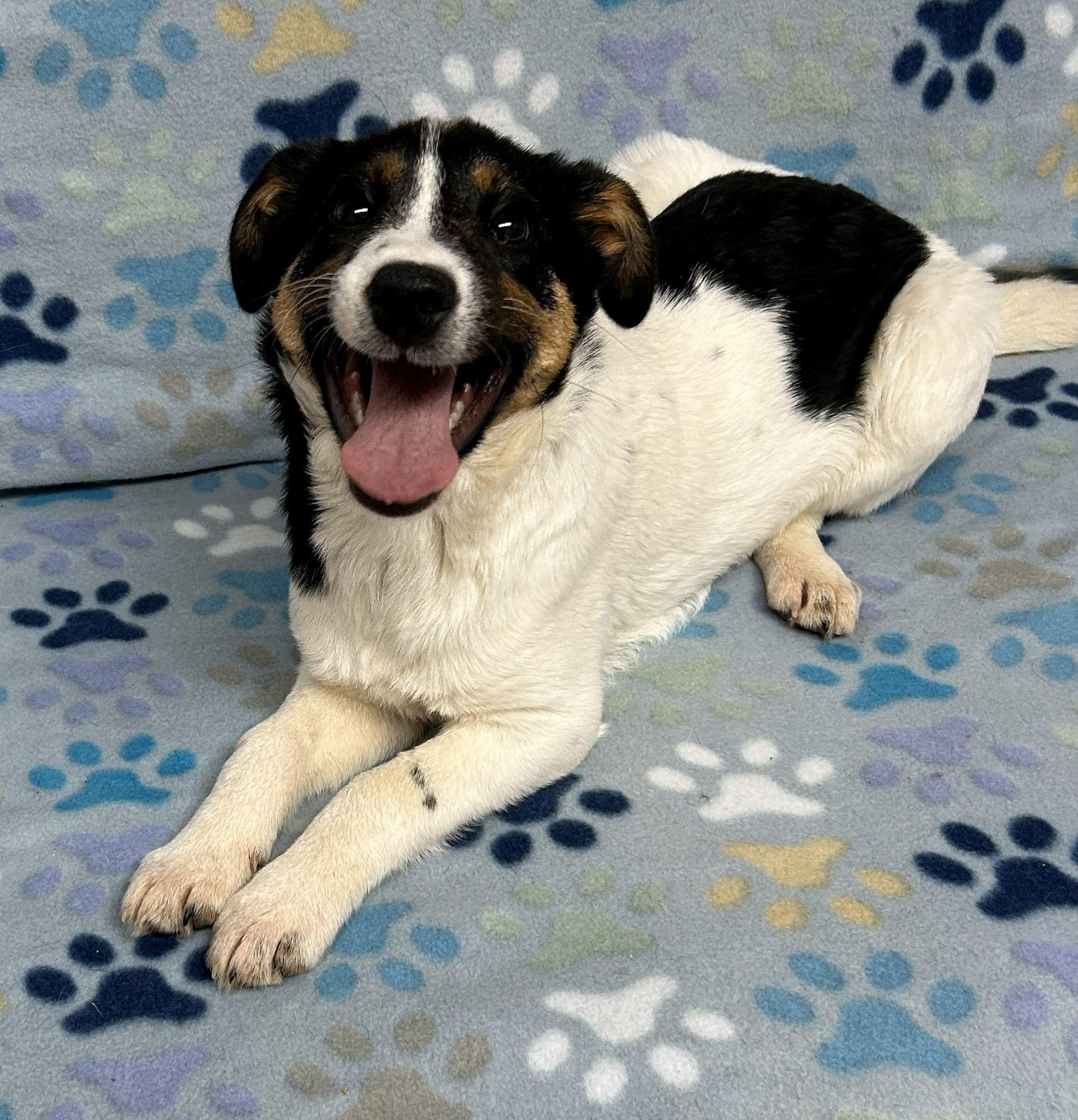 Felix, Adoptable, Puppy Female Jack Russell Terrier.