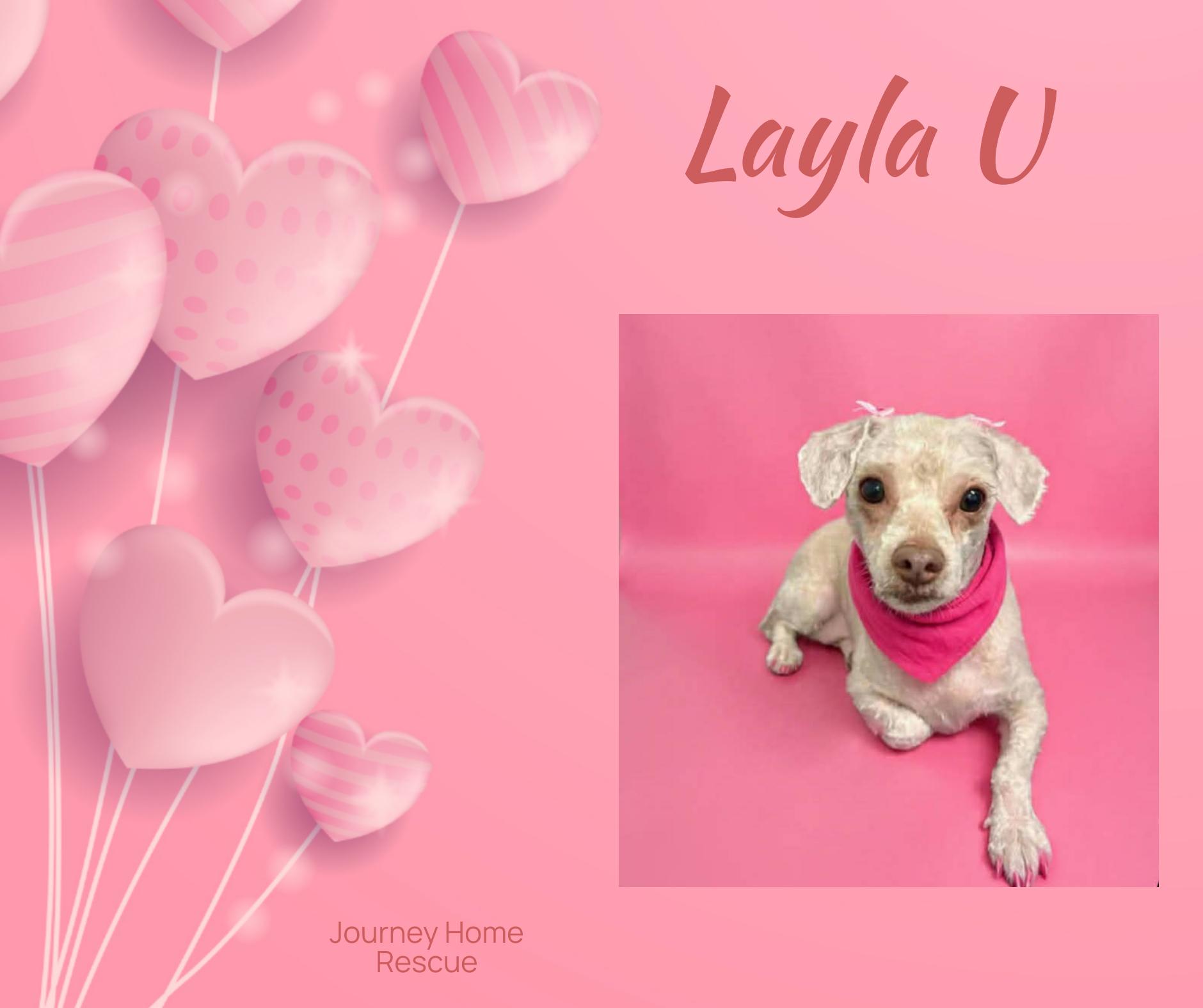 Layla U, ADOPTABLE, Adult Female Poodle.