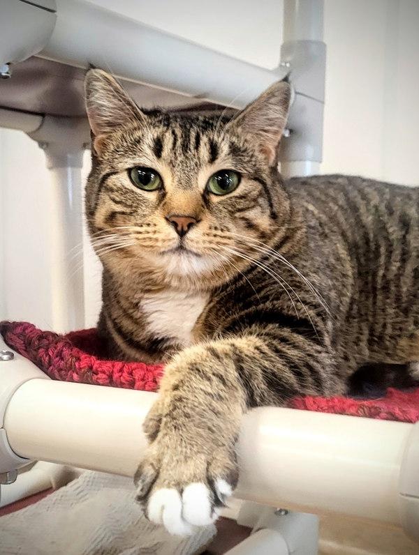 Mari, Adoptable, Adult Female Domestic Short Hair.