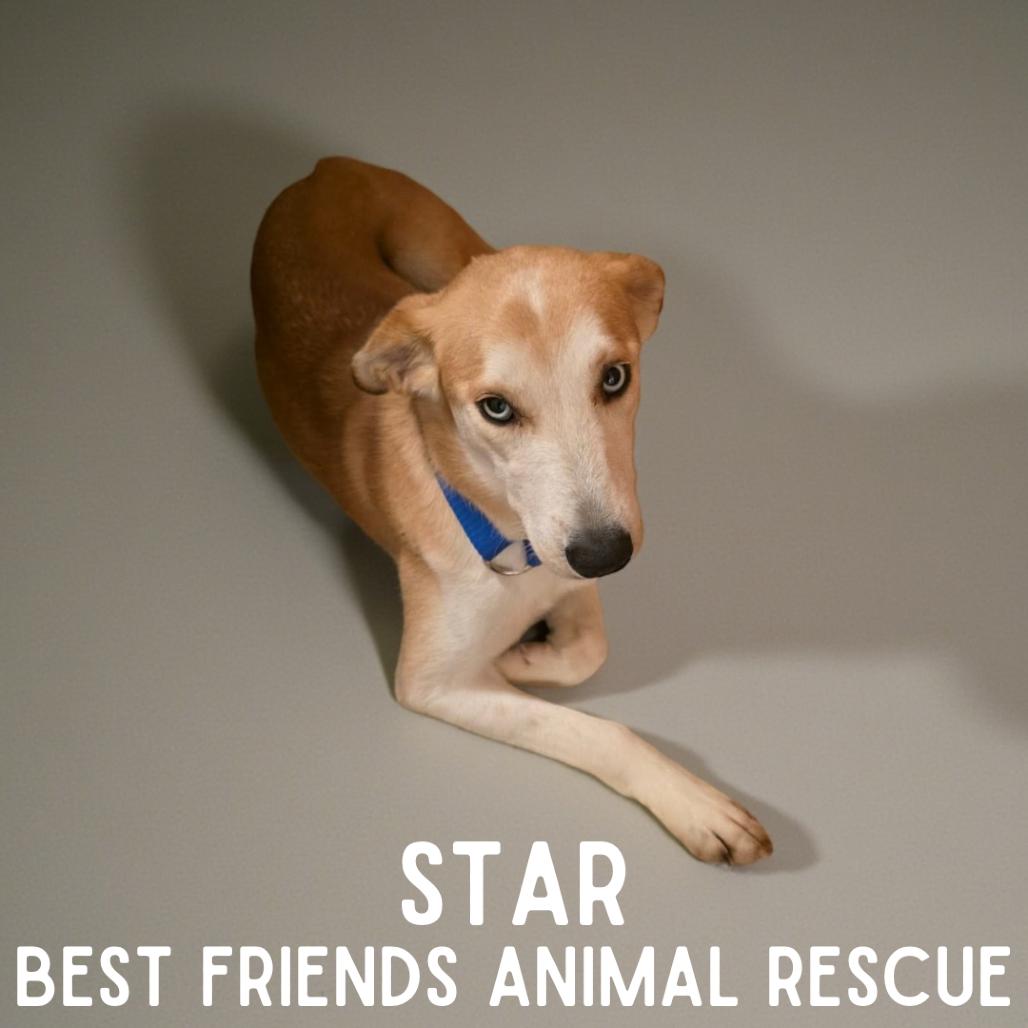 Star, Adoptable, Young Female Siberian Husky & Chihuahua.