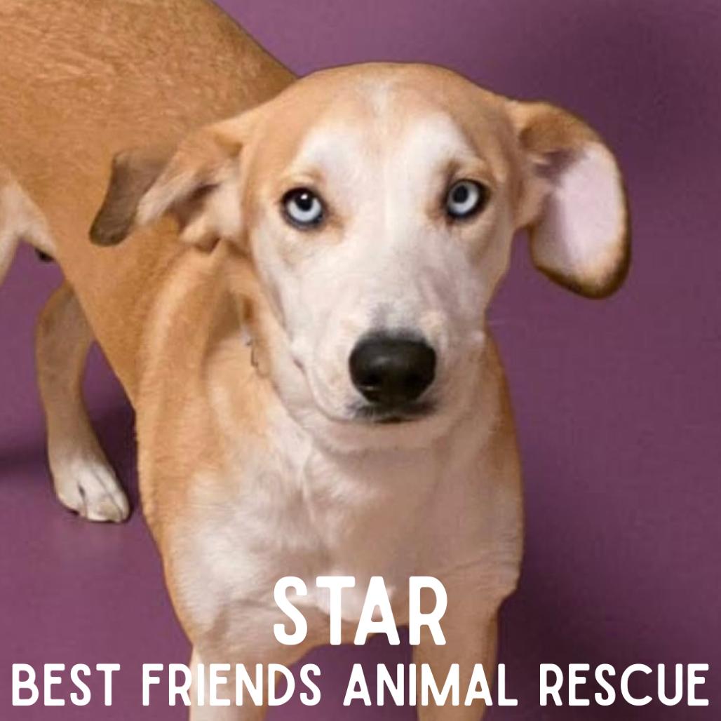 Enlarge Star, a Adoptable mixed breed in Wasilla, AK image 2/6