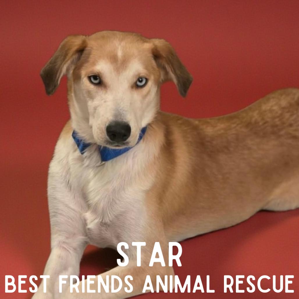 Enlarge Star, a Adoptable mixed breed in Wasilla, AK image 2/6