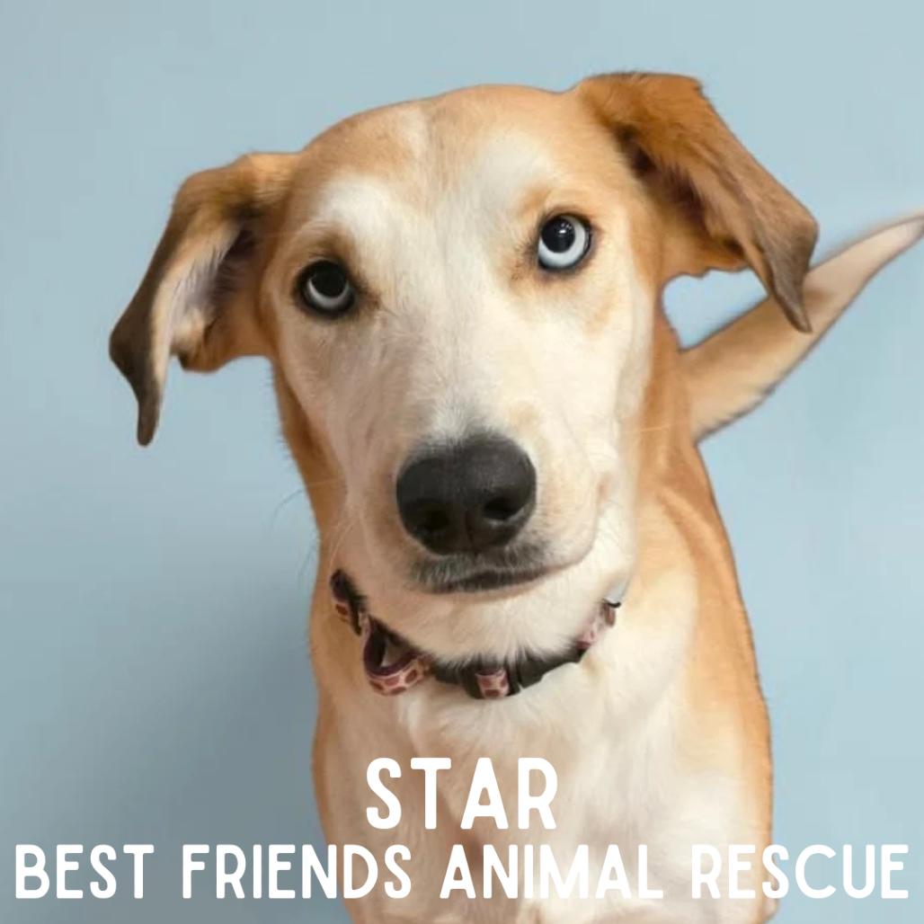 Star, a Adoptable mixed breed in Wasilla, AK image 3/6
