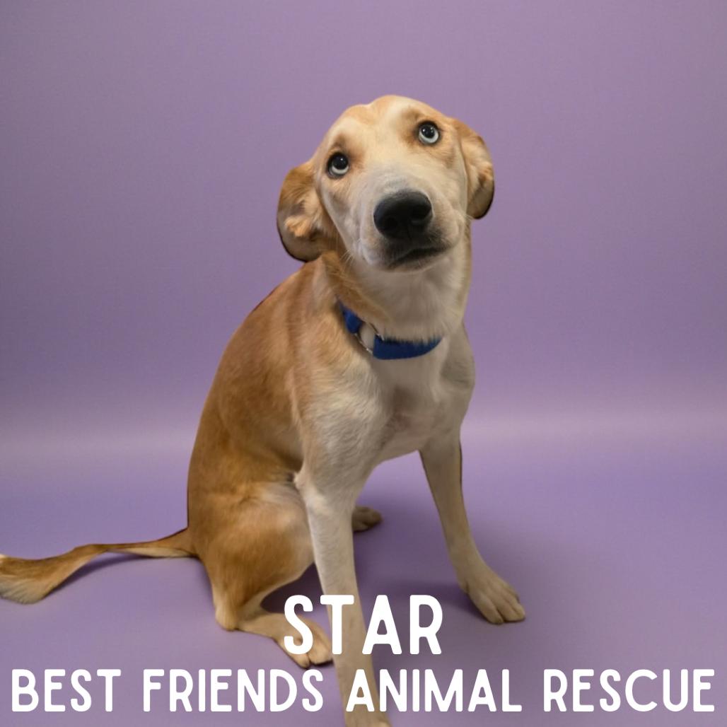 Enlarge Star, a Adoptable mixed breed in Wasilla, AK image 3/6