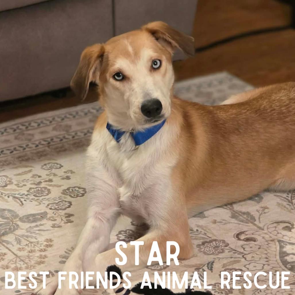 Enlarge Star, a Adoptable mixed breed in Wasilla, AK image 4/6