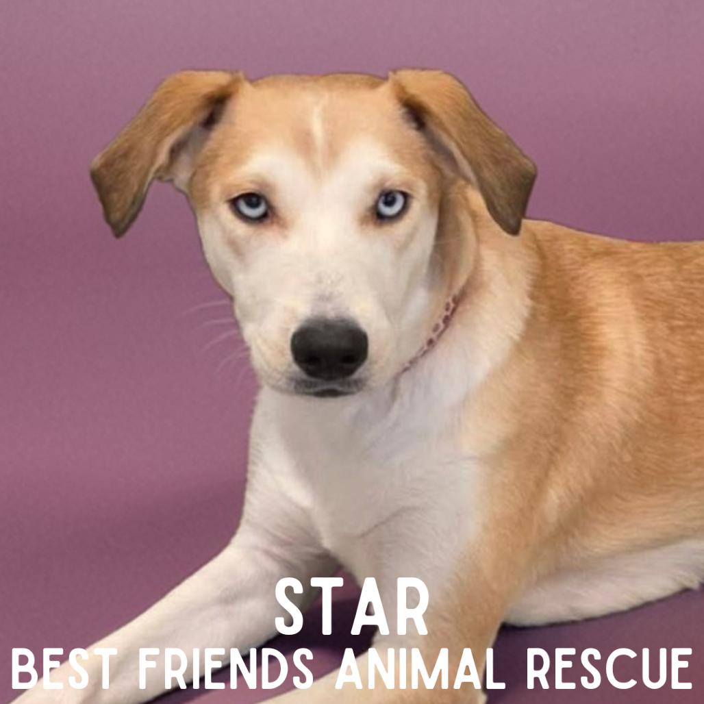 Enlarge Star, a Adoptable mixed breed in Wasilla, AK image 5/6