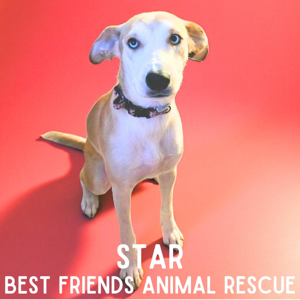 Enlarge Star, a Adoptable mixed breed in Wasilla, AK image 6/6