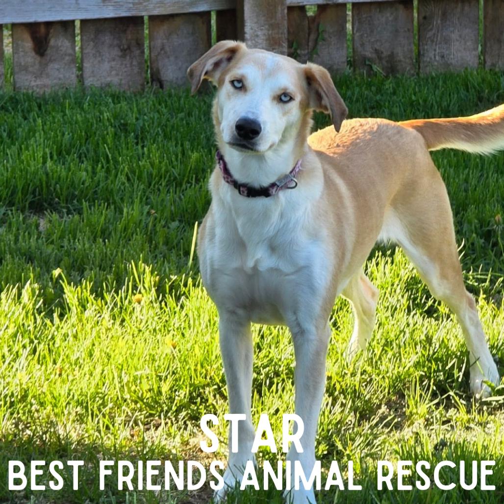 Star, a Adoptable mixed breed in Wasilla, AK image 6/6