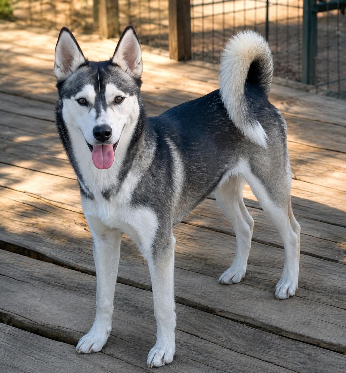 Zorro, ADOPTABLE, Young Male Siberian Husky.