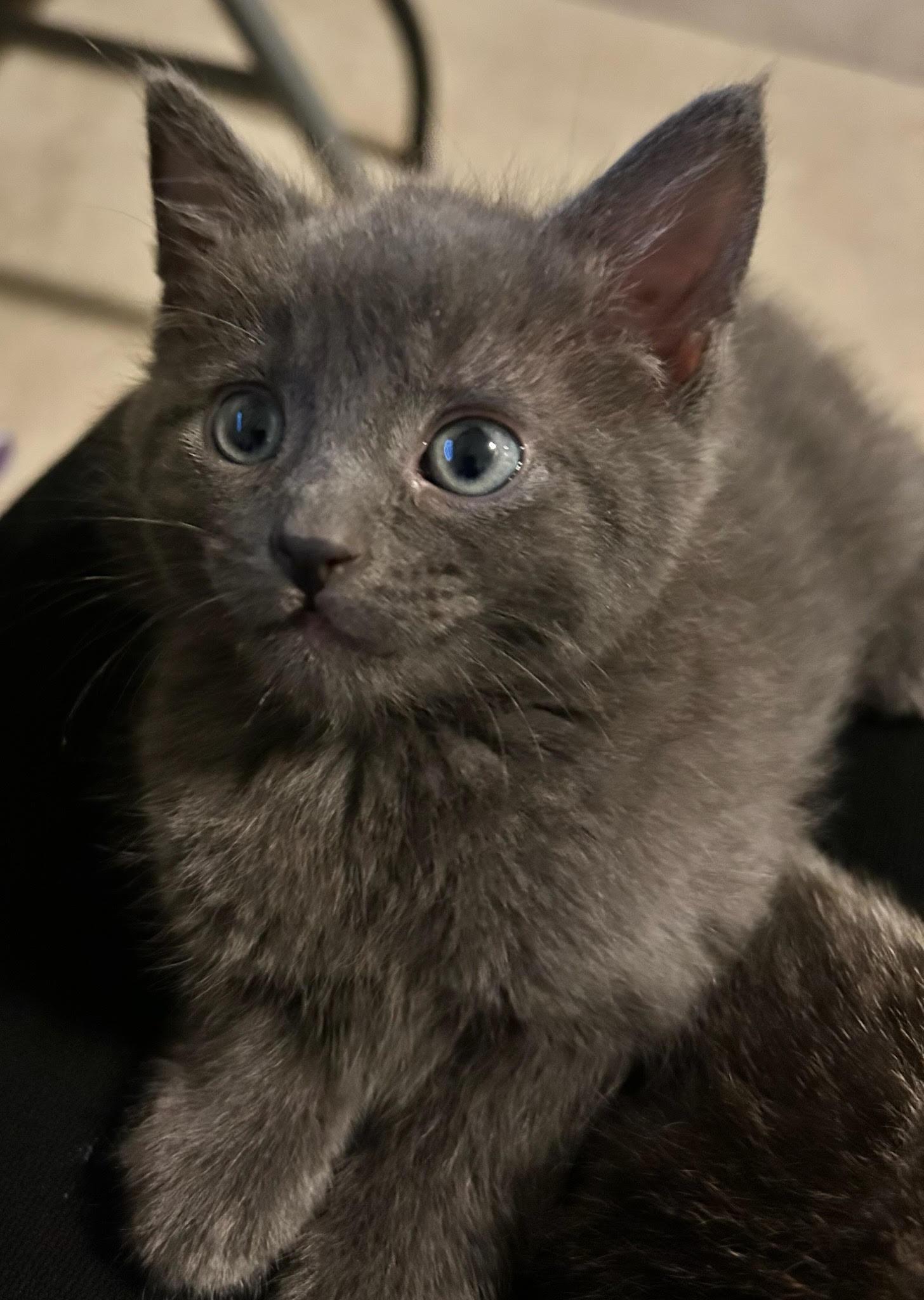Reid, ADOPTABLE, Kitten Male Domestic Short Hair.