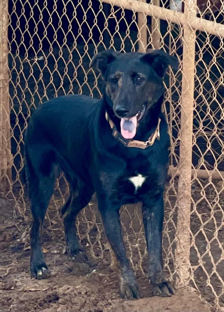 Sweetie Pea 1, Adoptable, Adult Female Shepherd & Black Labrador Retriever.