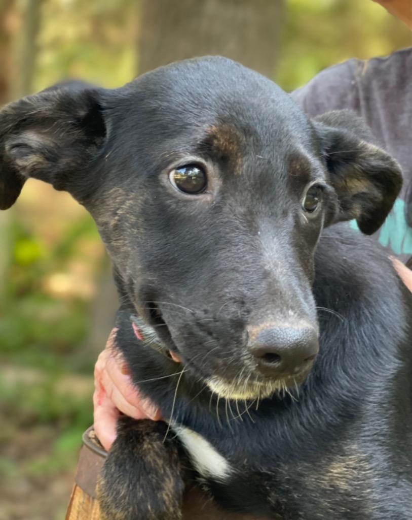 Enlarge Sweetie Pea 1, a Adoptable mixed breed in Gilmer, TX image 5/6