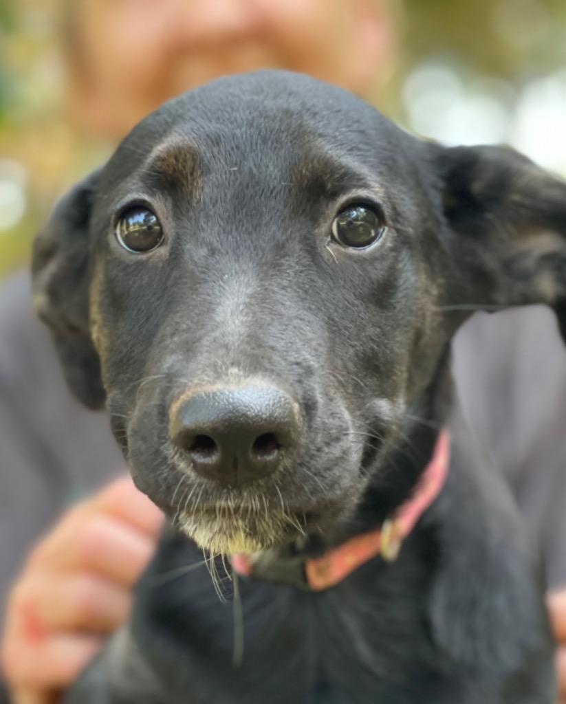 Enlarge Sweetie Pea 1, a Adoptable mixed breed in Gilmer, TX image 5/6