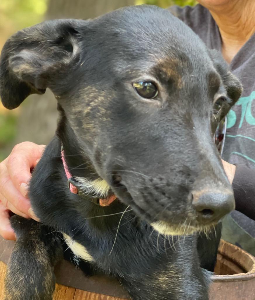 Enlarge Sweetie Pea 1, a Adoptable mixed breed in Gilmer, TX image 6/6