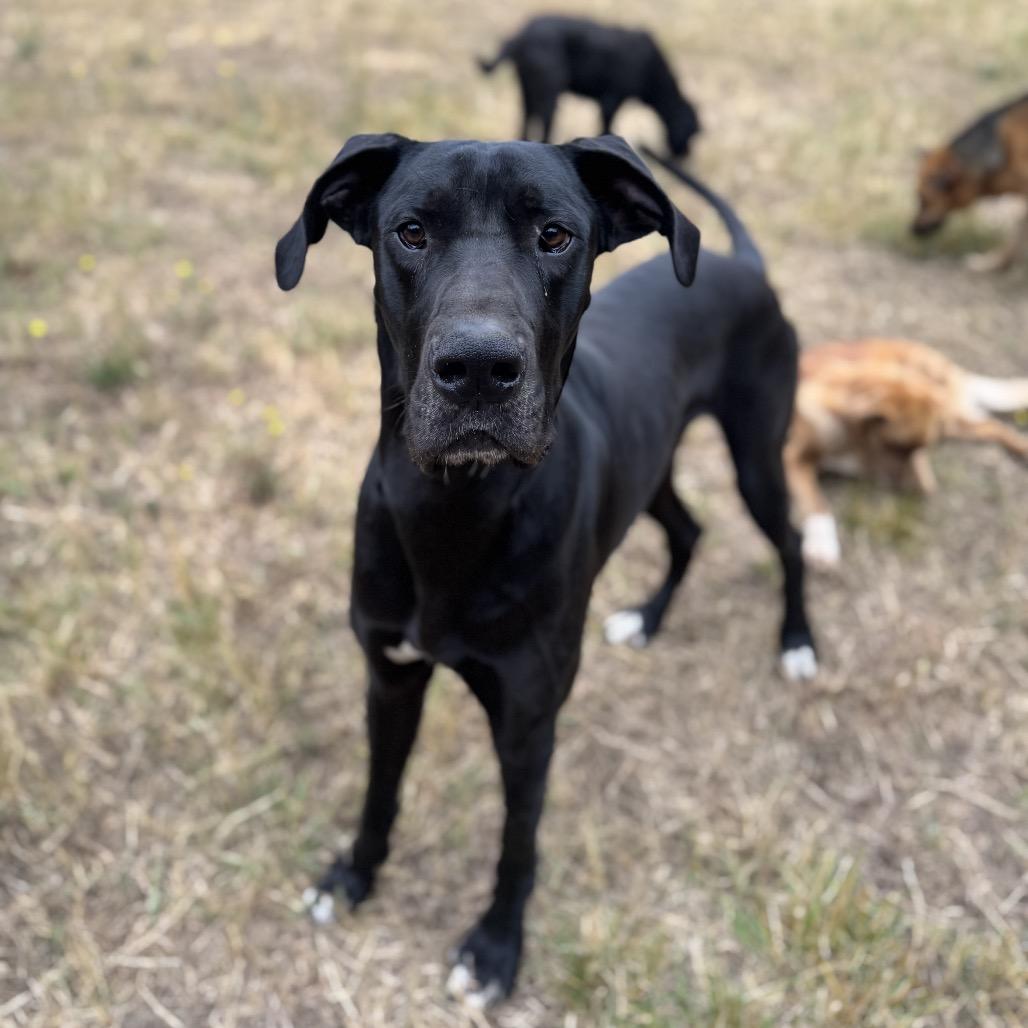 Diesel, Adoptable, Young Male Great Dane & Mixed Breed.