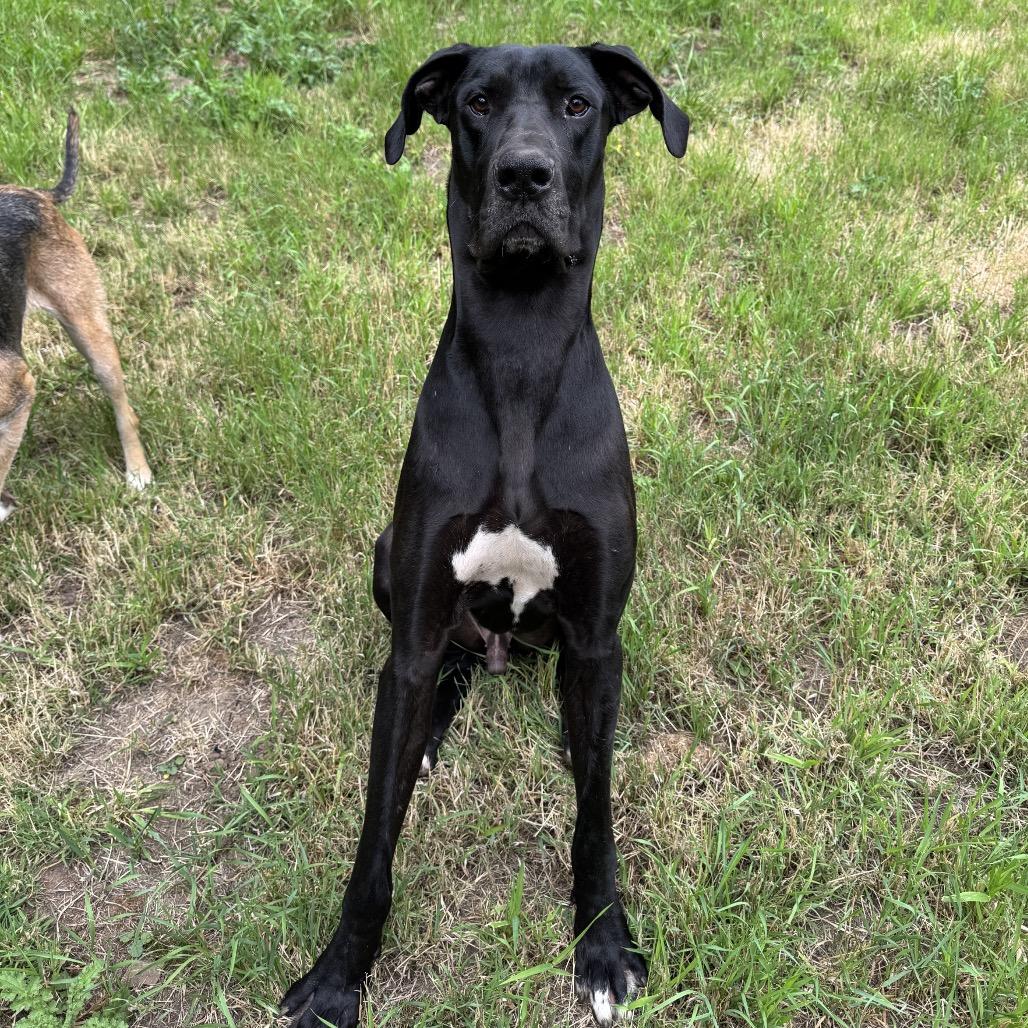 Enlarge Diesel, a Adoptable mixed breed in Salem, OR image 2/6